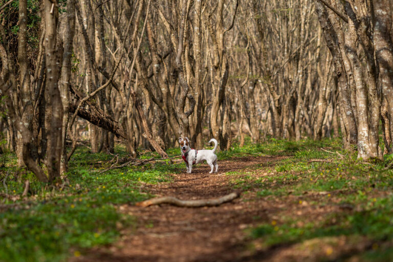 Interpretacijskašetnja_HrvojeKosir_2026-22