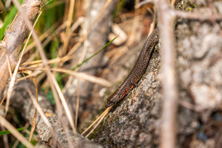 Interpretacijskašetnja_HrvojeKosir_2026-37